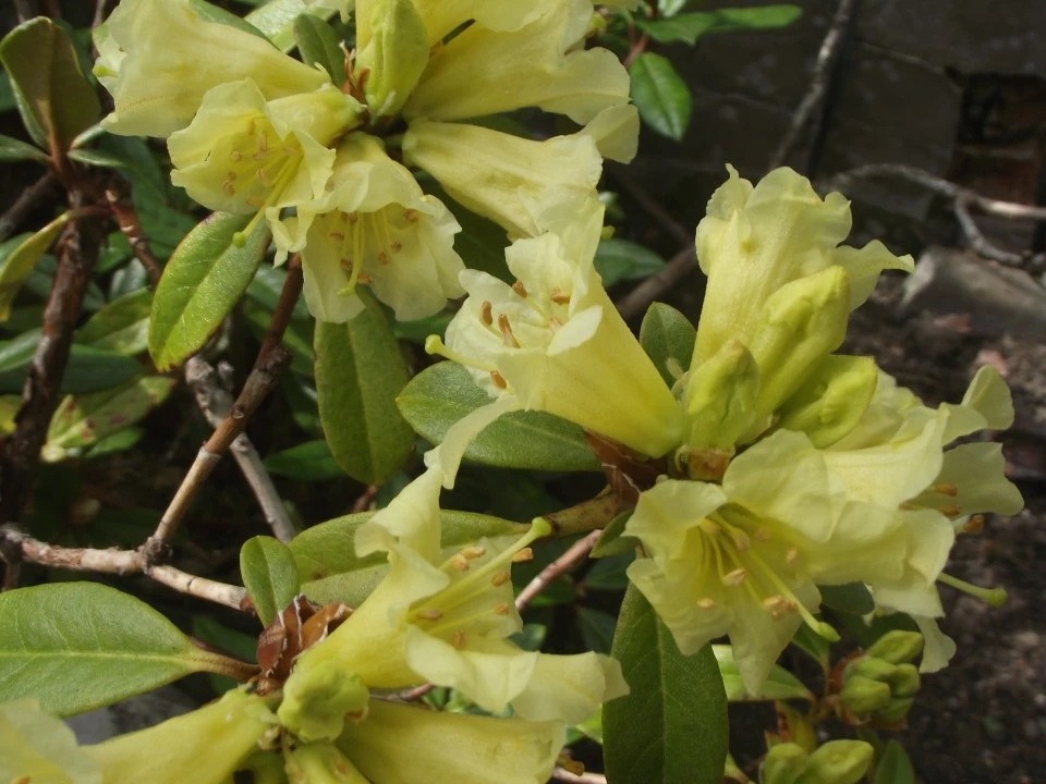 'Saffron Queen'